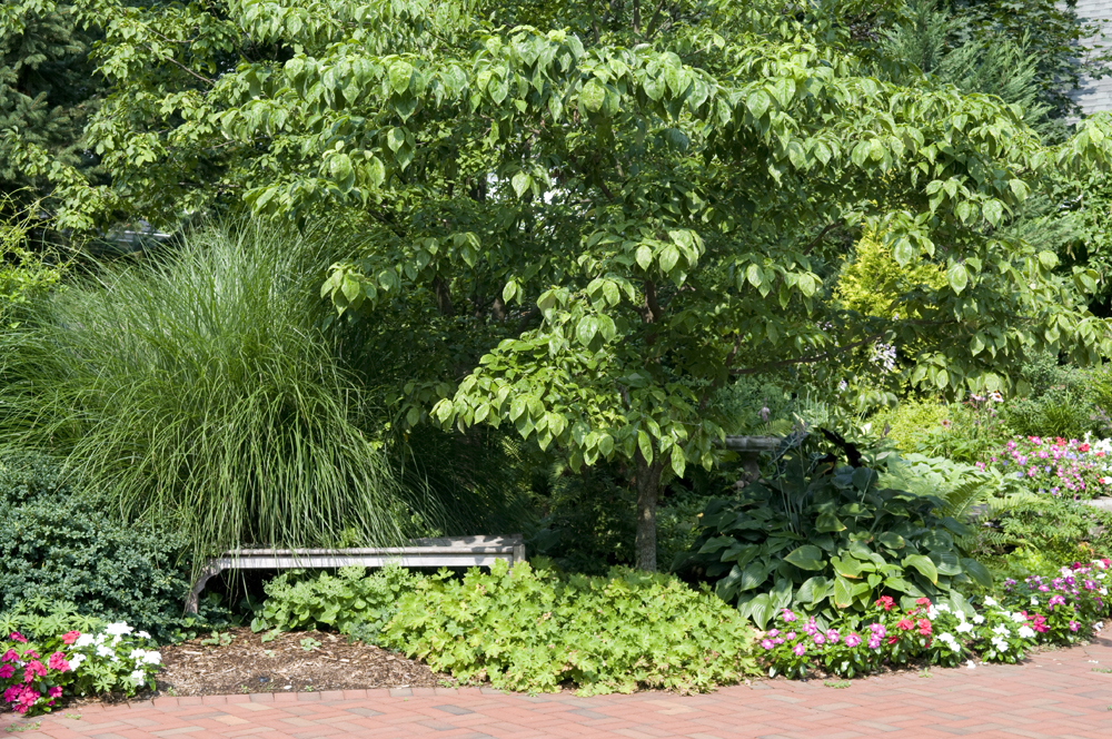 Organic Tree & Shrub Care Bergen County & Northern NJ