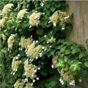 Climbing Hydrangea