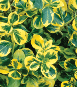 Emerald and Gold Euonymus