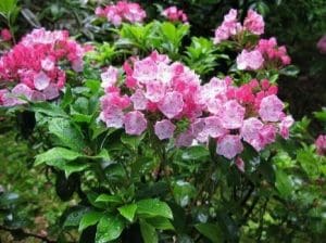 Mountain laurel