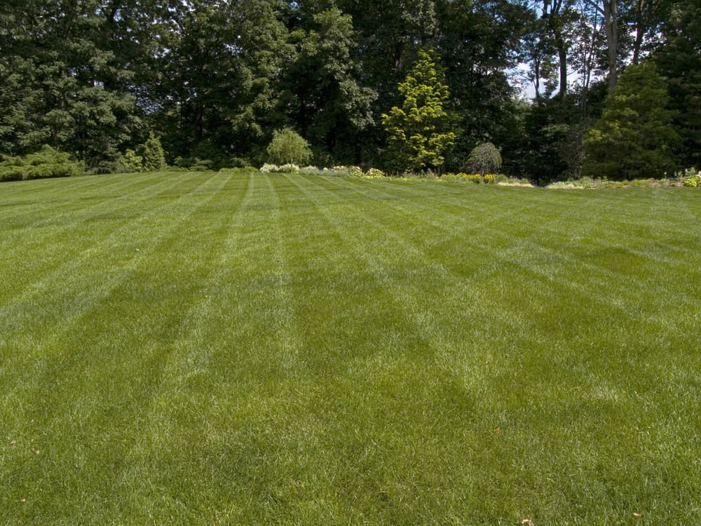 best organic landscape maintenance company in Bergen County, New Jersey