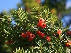 Yews (Taxus genus)