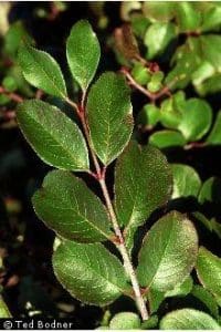 Rusty Black-Haw (Viburnum rufidulum)