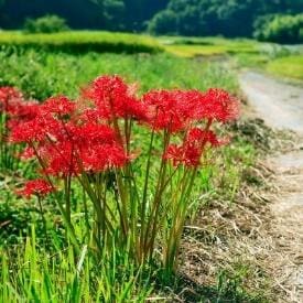 Surprise Lily (Lycoris squamigera)