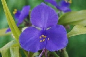 Spiderwort (Tradescantia)