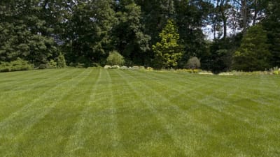 How to Remove Moss From Lawn - Bergen County, NJ