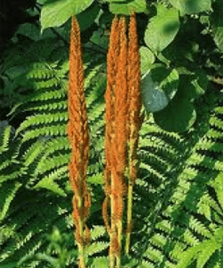 Cinnamon Fern