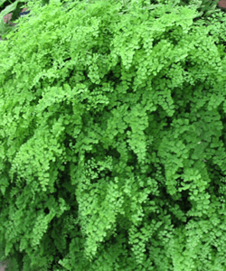 Maidenhair Fern