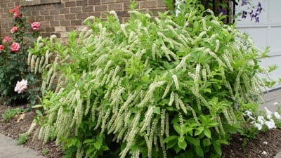 October Plant of the Month 1 Blog