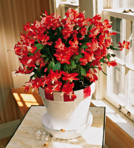 Christmas Cactus