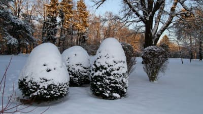 December Seasonal Landscaping Tips