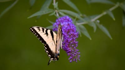 garden themes