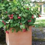 strawberry shortcake plant