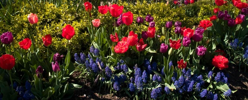 Seasonal Planting Guide for NJ Homeowners