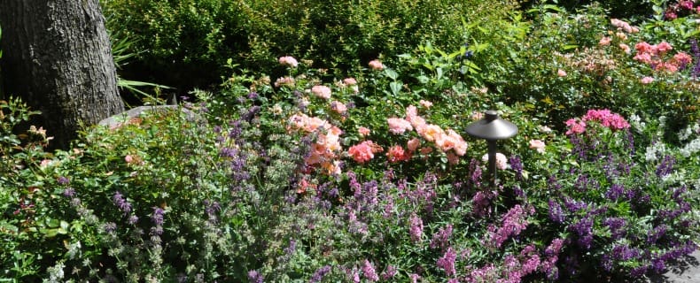 list of perennial flowers