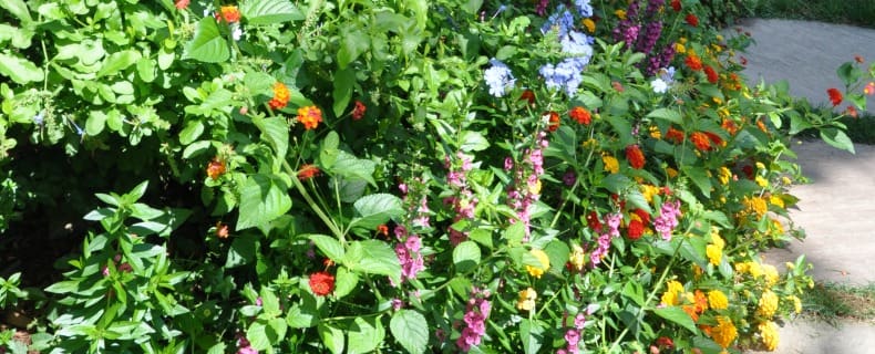 list of perennial flowers