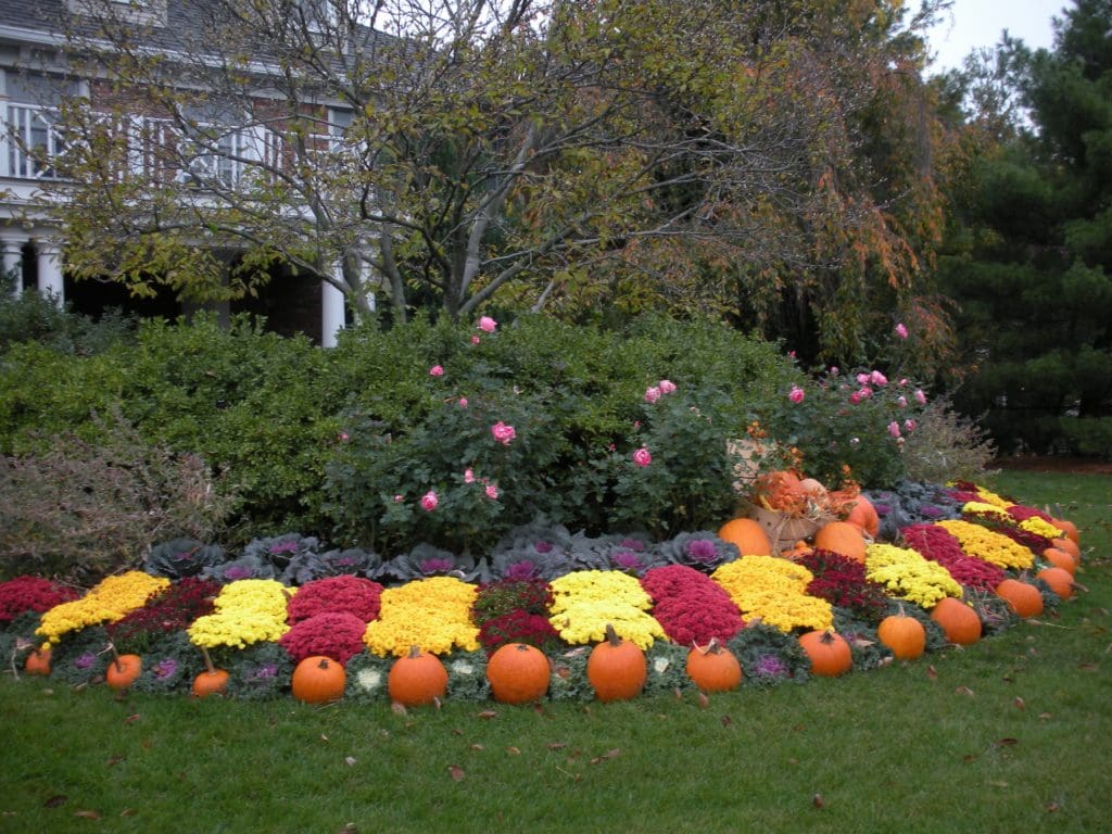 planting perennials in the fall