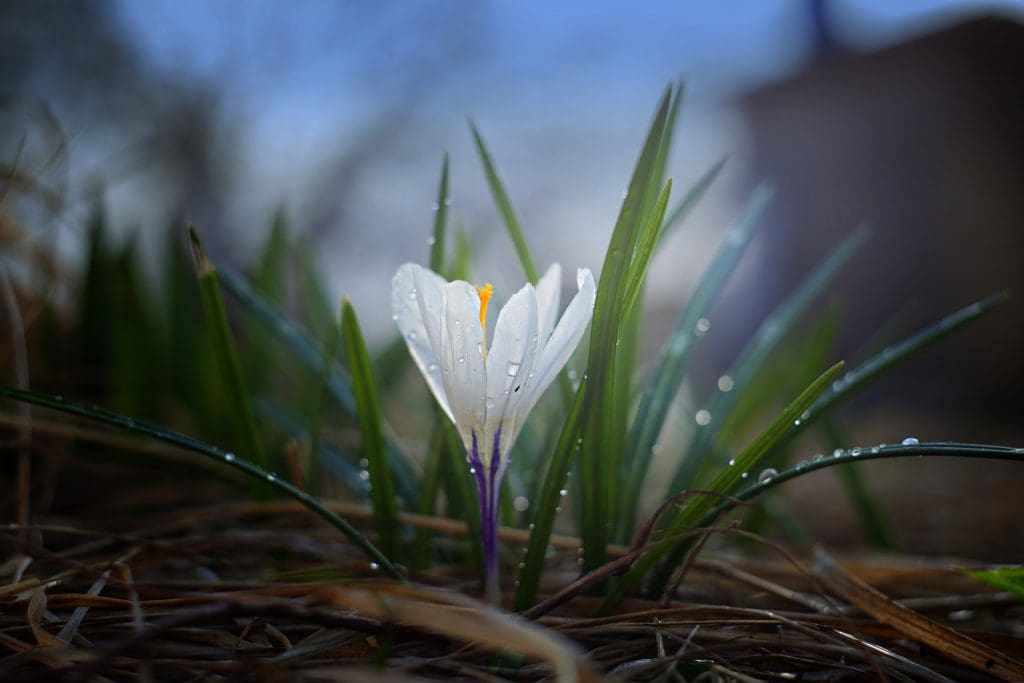 Spring Garden and Lawn Maintenance