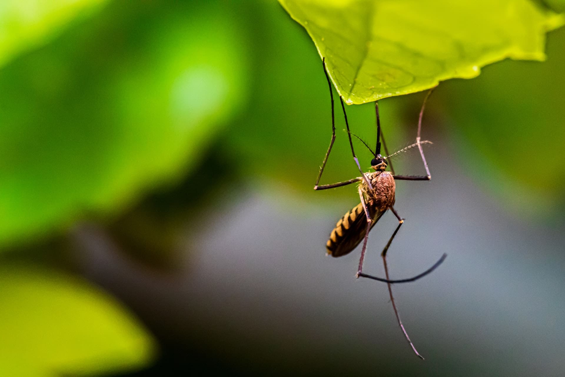 Tips for Prevention and Control of Mosquitoes
