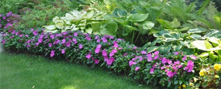 Shrubs for Shade garden