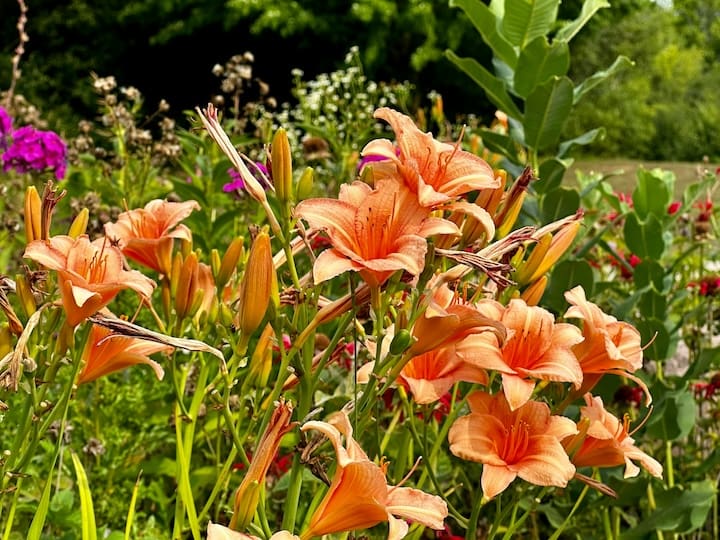 daylily
