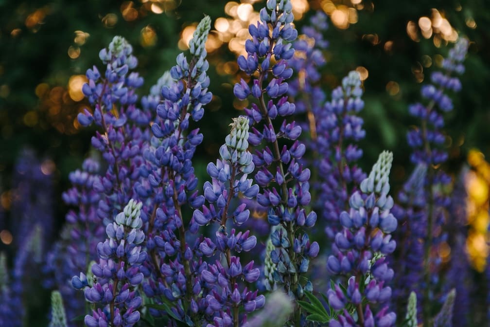 lupine