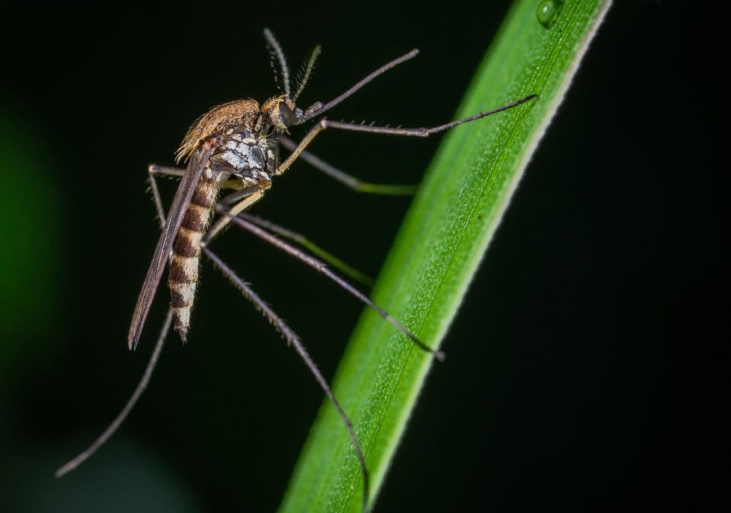mosquito-control-near-me