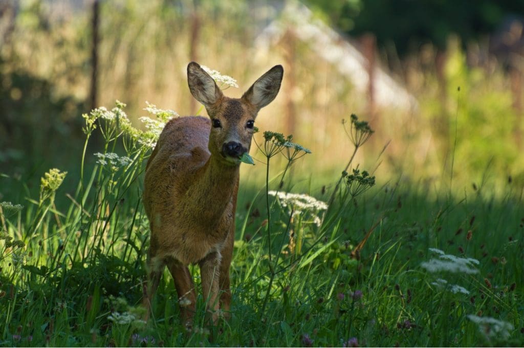 nj-deer-control