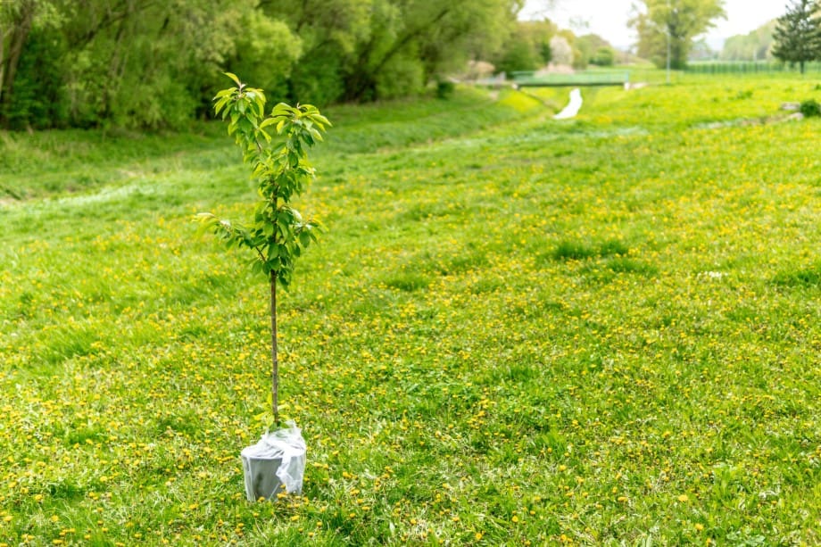 best time to plant trees