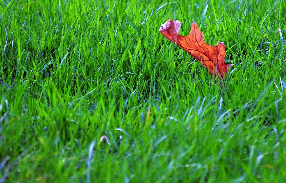 fall lawn care schedule