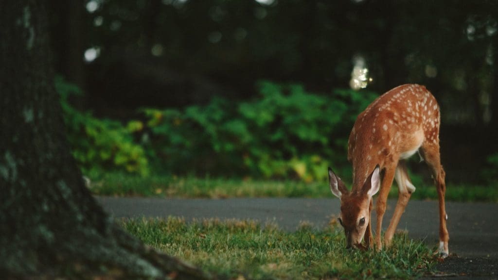 how do you get rid of deer in your yard