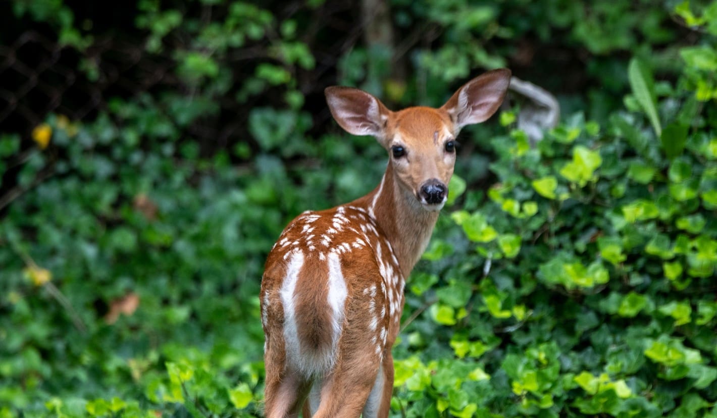 Scare shop deer away
