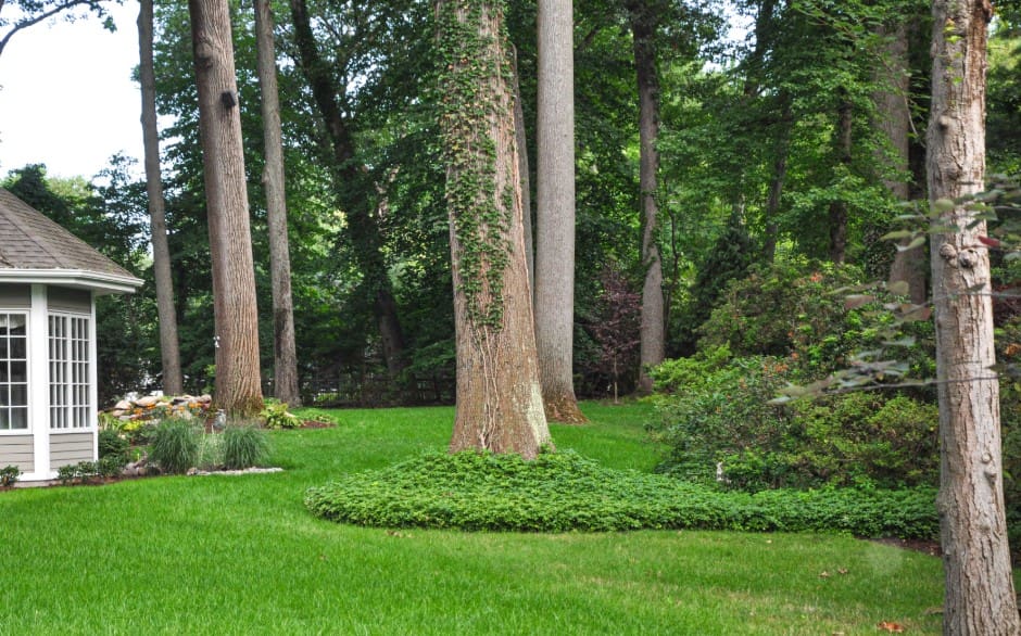 deep root feeding for trees