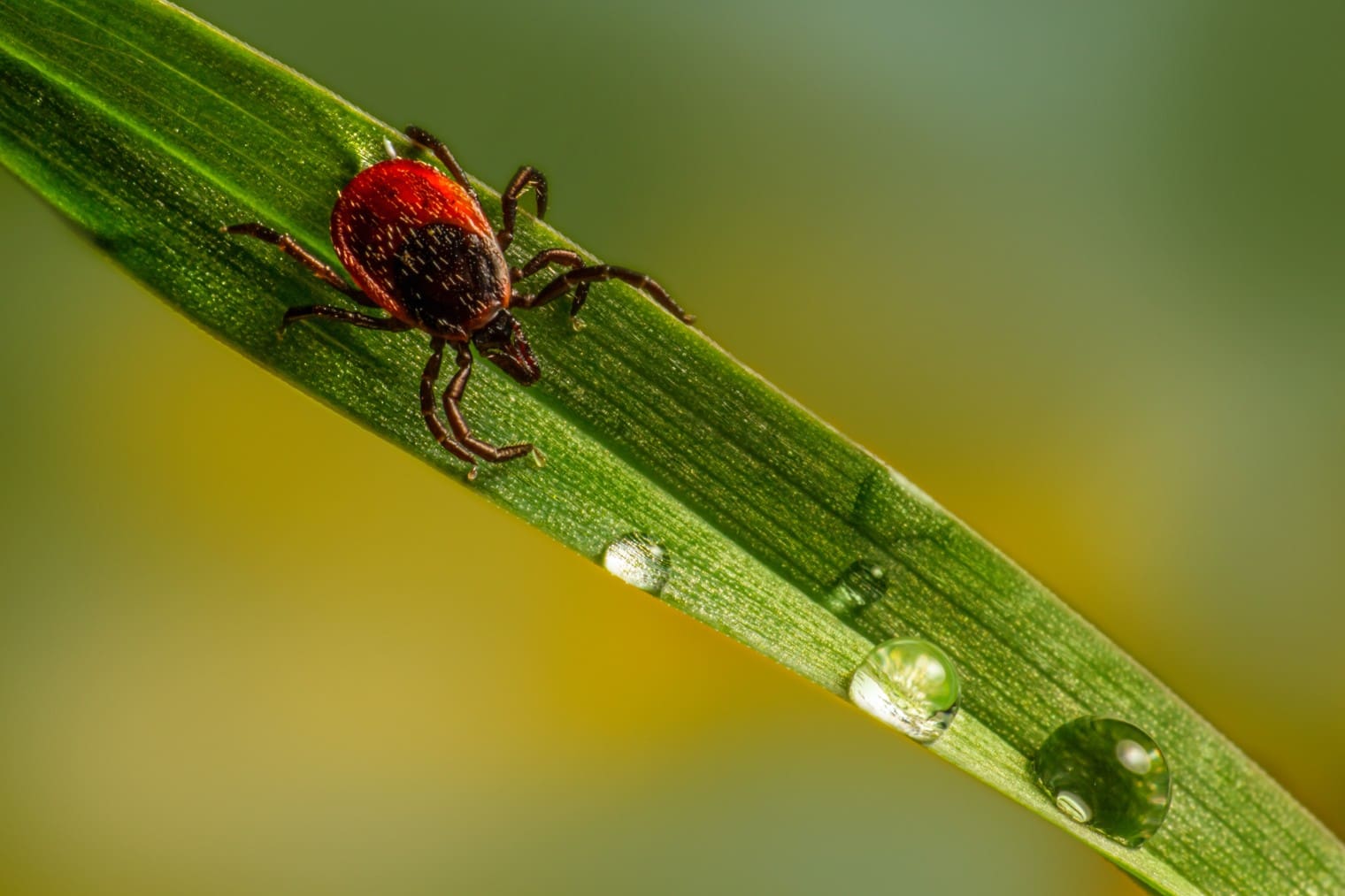 lawn tick control