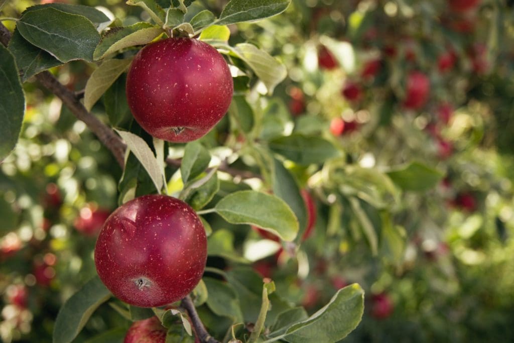 how often to spray fruit trees