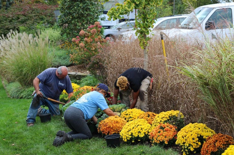 what to do with annuals in the fall
