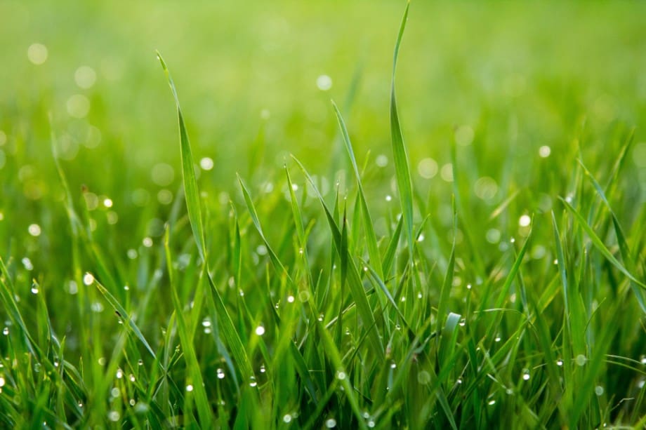 what is the best low maintenance grass for New Jersey