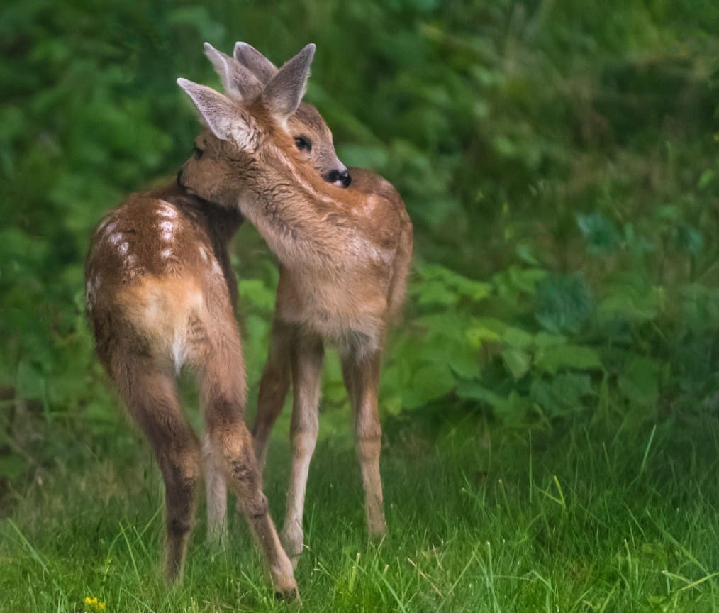 can deer ruin your grass