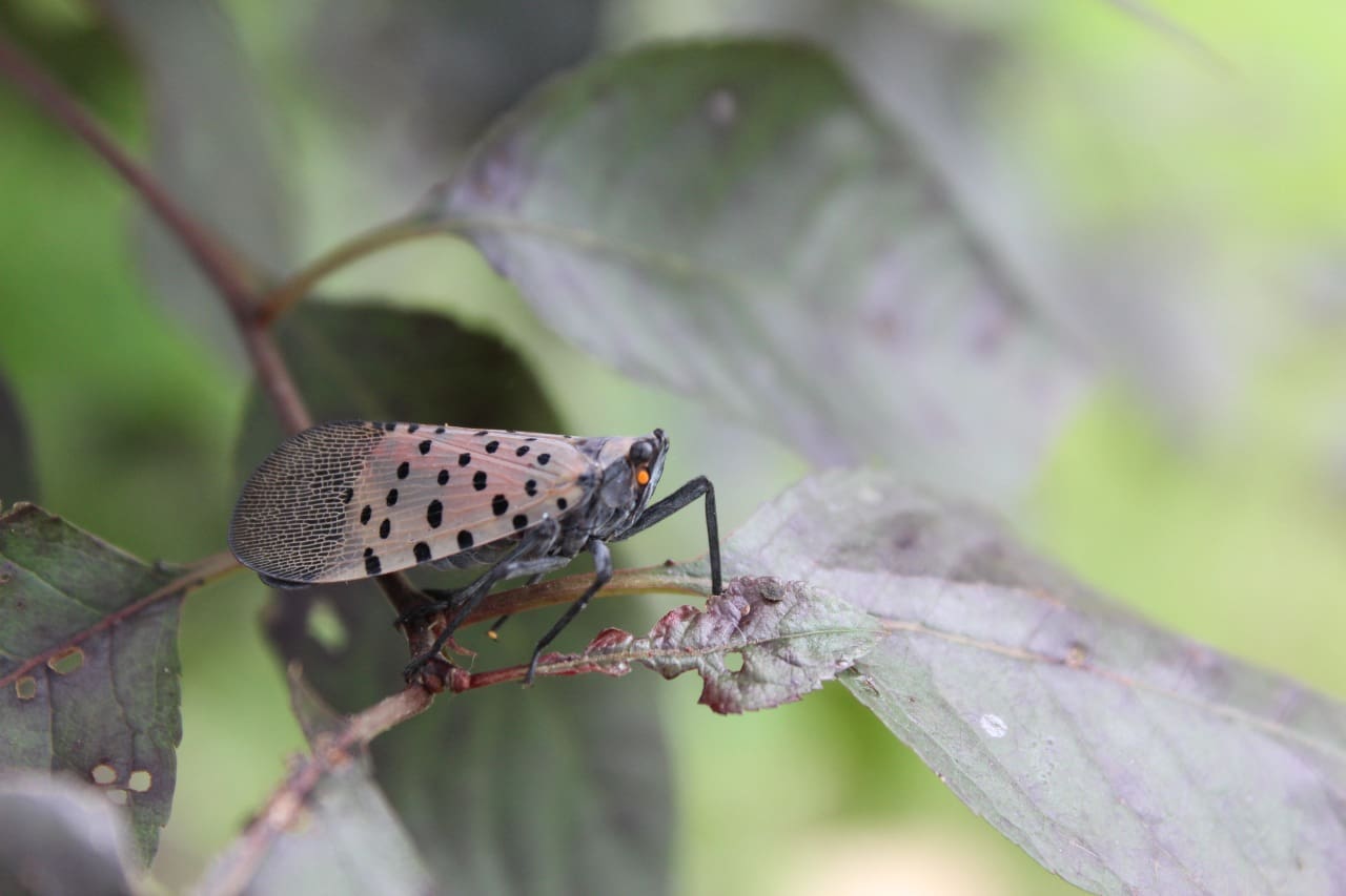 what to do when you find a spotted lanternfly