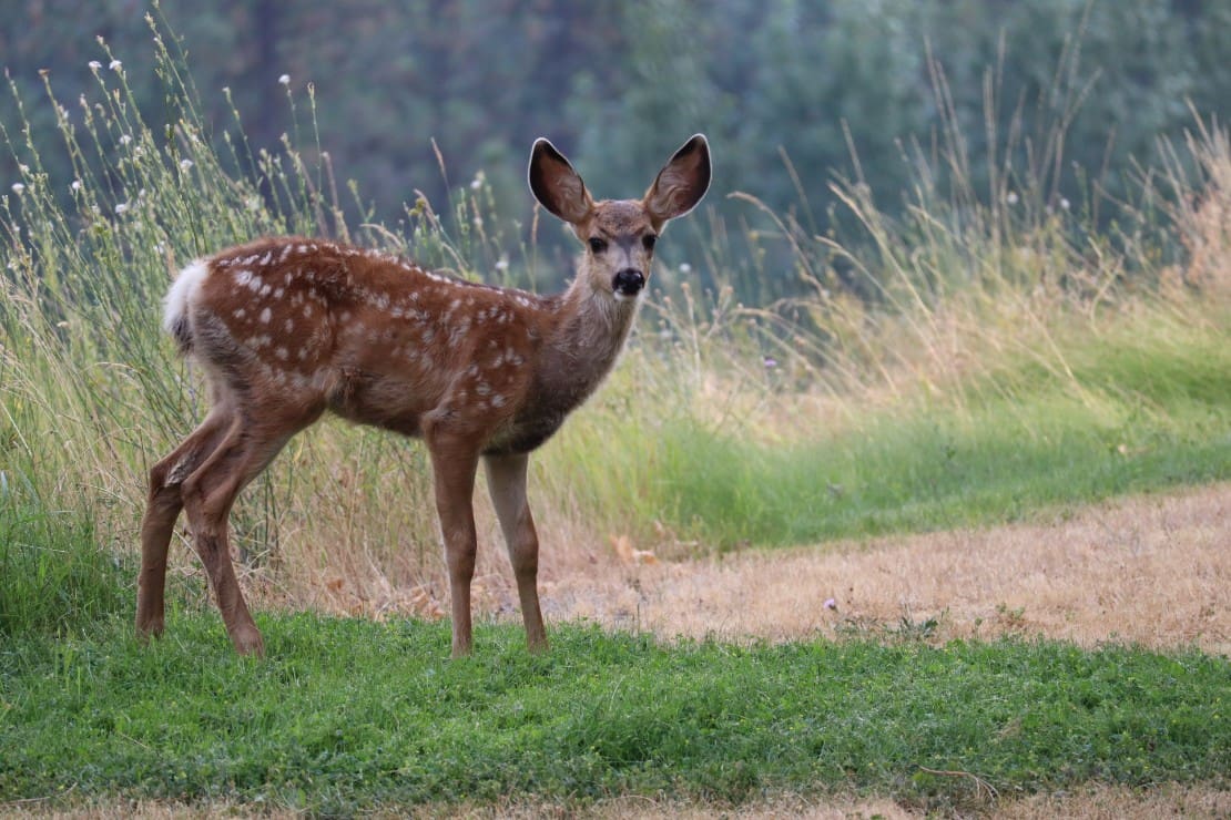 top-smells-deer-hate