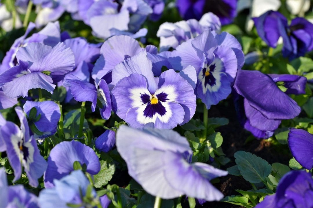 The Five Best Flowers to Plant in March