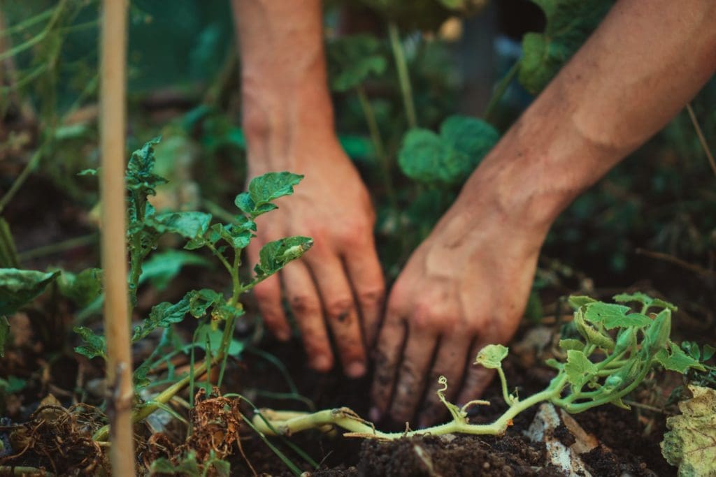 can-you-use-root-stimulator-on-established-plants