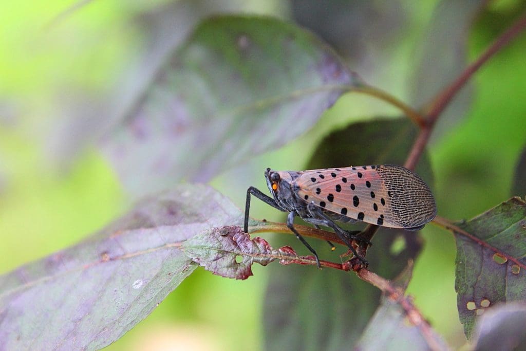 when do spotted lanternflies lay eggs