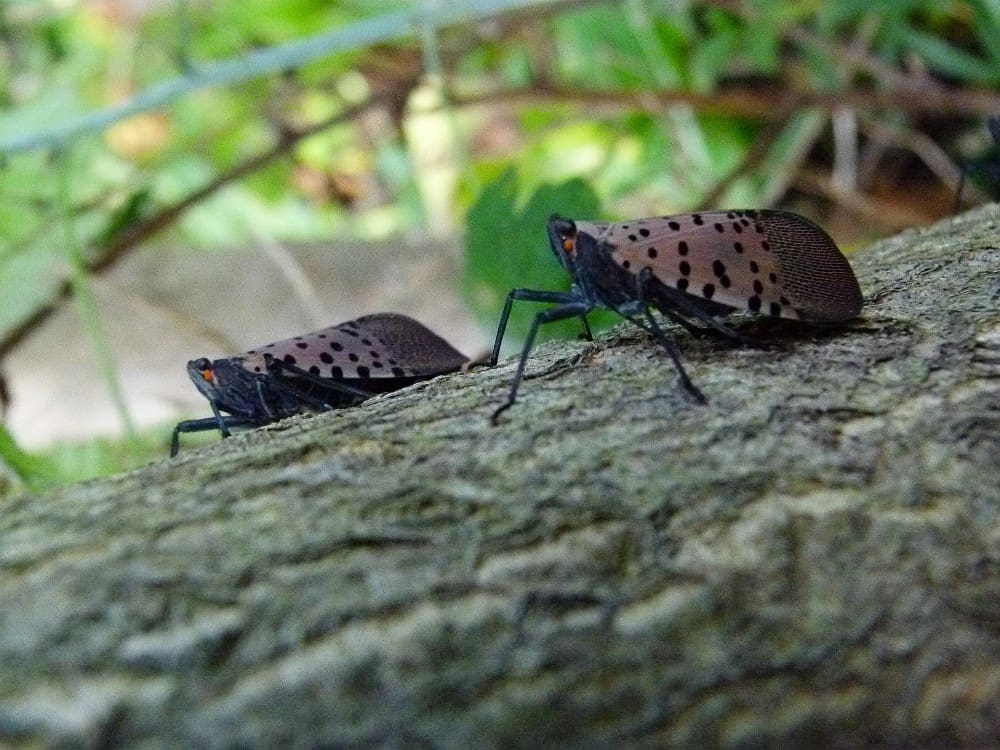 are-spotted-lanternflies-poisonous-to-pets