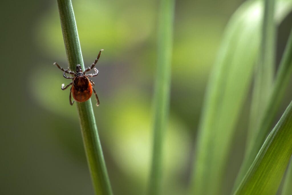 when-should-I-treat-my-yard-for-fleas-and-ticks