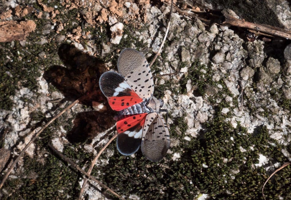 how-long-do-spotted-lanternflies-live