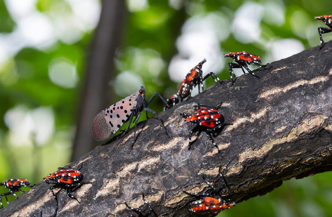 when-do-spotted-lanterfly-eggs-hatch