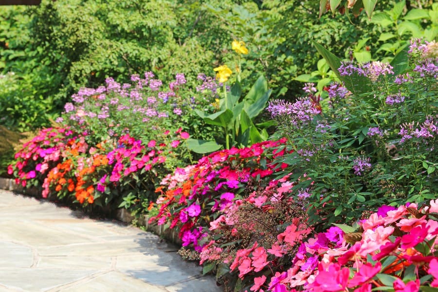 when-should-summer-annuals-be-removed