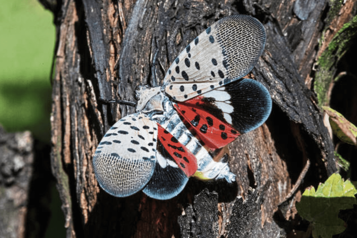 Local Pest Forecast Will Spotted Lanternflies Die In the Winter?