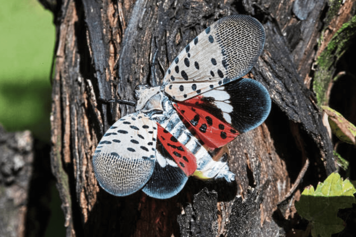 will-spotted-lanternfly-die-in-the-winter